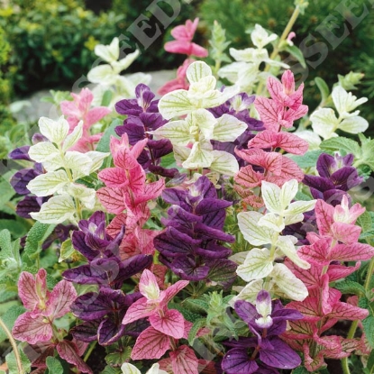 Picture of Clary - Crown Bouquet Mixed